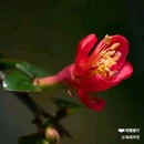 西安植物园-牡丹芍药园 - 西安市旅游 缩略图 5