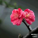 西安植物园-牡丹芍药园 - 西安市旅游 缩略图 4