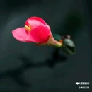 西安植物园-牡丹芍药园 - 西安市旅游 缩略图 1