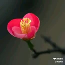 西安植物园-牡丹芍药园 - 西安市旅游 缩略图 6