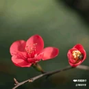 西安植物园-牡丹芍药园 - 西安市旅游 缩略图 8