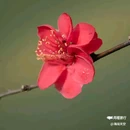 西安植物园-牡丹芍药园 - 西安市旅游 缩略图 9