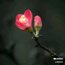 西安植物园-牡丹芍药园 - 西安市旅游 缩略图 7