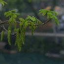 桃花潭风景区 - 宣城市旅游 缩略图 6