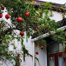平江园石舍 - 苏州市旅游 缩略图 4