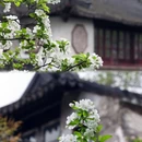 留园 - 苏州市旅游 缩略图 3
