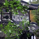 留园 - 苏州市旅游 缩略图 6