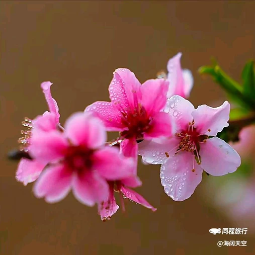 西安植物园桃花园 - 西安市旅游