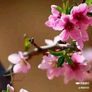 西安植物园桃花园 - 西安市旅游 缩略图 3