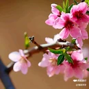 西安植物园桃花园 - 西安市旅游 缩略图 5