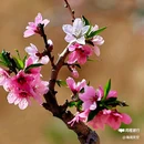 西安植物园桃花园 - 西安市旅游 缩略图 4