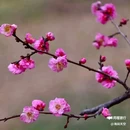 西安植物园桃花园 - 西安市旅游 缩略图 2