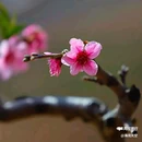 西安植物园桃花园 - 西安市旅游 缩略图 6