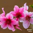 西安植物园桃花园 - 西安市旅游 缩略图 8