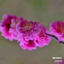 西安植物园桃花园 - 西安市旅游 缩略图 9