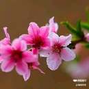 西安植物园桃花园 - 西安市旅游 缩略图 7