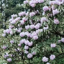 汶川无忧谷 - 阿坝藏族羌族自治州旅游 缩略图 2
