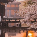 西湖风景区-乌龟潭 - 杭州市旅游 缩略图 6