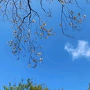 灵光寺 - 梅州市旅游 缩略图 6