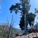 灵光寺 - 梅州市旅游 缩略图 8