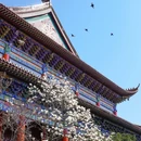 皇罗禅寺 - 苏州市旅游 缩略图 9