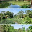 广东树木公园 - 广州市旅游 缩略图 8