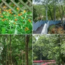 广东树木公园 - 广州市旅游 缩略图 9