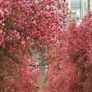 高新一路 - 西安市旅游 缩略图 5