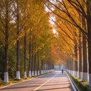 南京旅游 缩略图 7