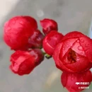 西安植物园-牡丹芍药园 - 西安市旅游 缩略图 4