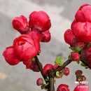 西安植物园-牡丹芍药园 - 西安市旅游 缩略图 5