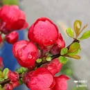 西安植物园-牡丹芍药园 - 西安市旅游 缩略图 2