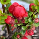 西安植物园-牡丹芍药园 - 西安市旅游 缩略图 6