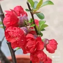 西安植物园-牡丹芍药园 - 西安市旅游 缩略图 9