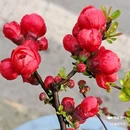 西安植物园-牡丹芍药园 - 西安市旅游 缩略图 7