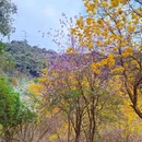 天竺山森林公园 - 厦门市旅游 缩略图 5