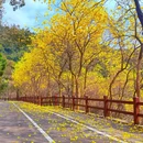 天竺山森林公园 - 厦门市旅游 缩略图 2