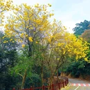 天竺山森林公园 - 厦门市旅游 缩略图 4