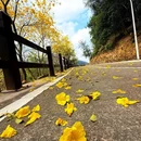 天竺山森林公园 - 厦门市旅游 缩略图 7