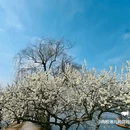 北京景山公园 - 北京市旅游 缩略图 3