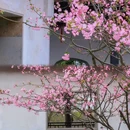 虎丘山风景名胜区 - 苏州市旅游 缩略图 3