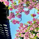 虎丘山风景名胜区 - 苏州市旅游 缩略图 6