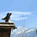 丽江古城 - 丽江市旅游 缩略图 6