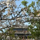 武汉长江大桥 - 武汉市旅游 缩略图 4