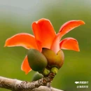 西安植物园-牡丹芍药园 - 西安市旅游 缩略图 2