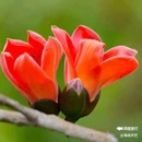 西安植物园-牡丹芍药园 - 西安市旅游 缩略图 4