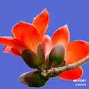 西安植物园-牡丹芍药园 - 西安市旅游 缩略图 7