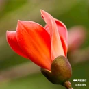 西安植物园-牡丹芍药园 - 西安市旅游 缩略图 8