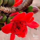 西安植物园-牡丹芍药园 - 西安市旅游 缩略图 6