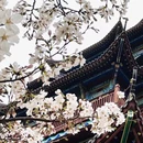 紫阳公园 - 武汉市旅游 缩略图 4